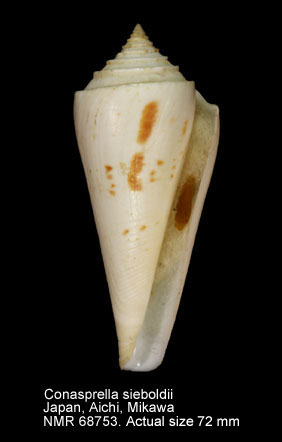 Conasprella sieboldii (2).jpg - Conasprella sieboldii(Reeve,1848)